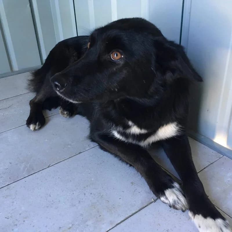 Rona, female senior Mixed Breed for adoption at Albergaria (Asturias)