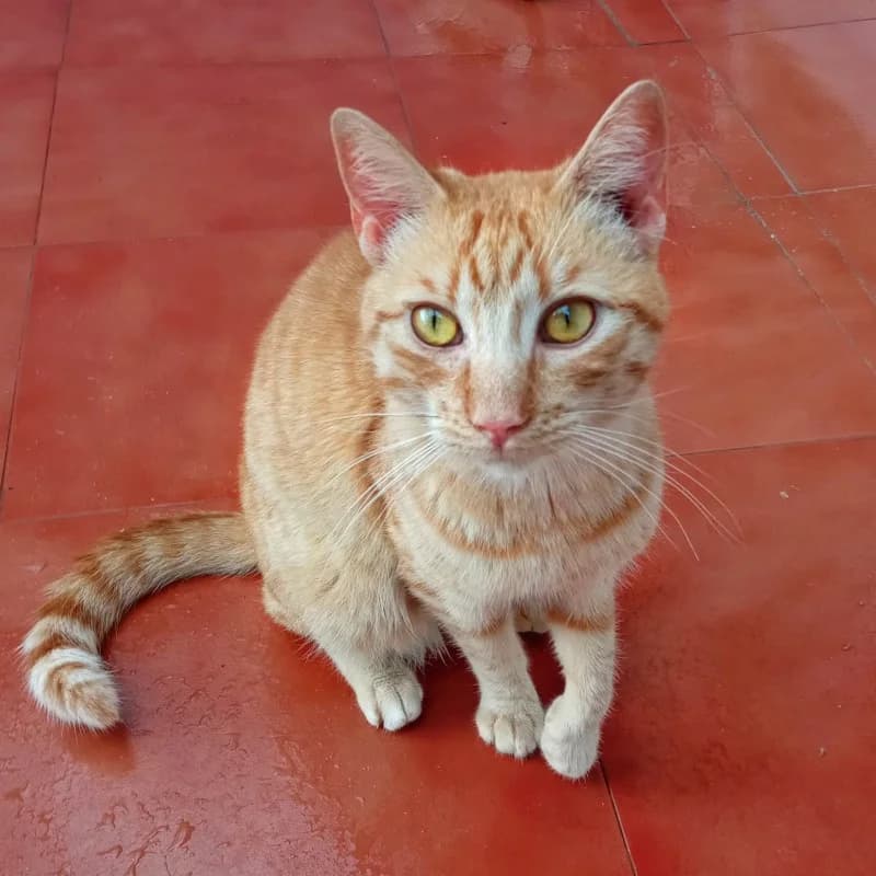 Rubi, male Mixed Breed for adoption at Albergaria (Asturias)