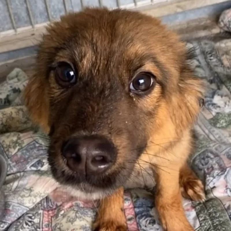 SIDRA, female 3yo Mixed Breed for adoption at Albergaria (Asturias)