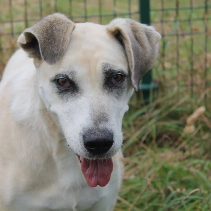 Sirka, female senior Mixed Breed for adoption at Albergaria (Asturias)