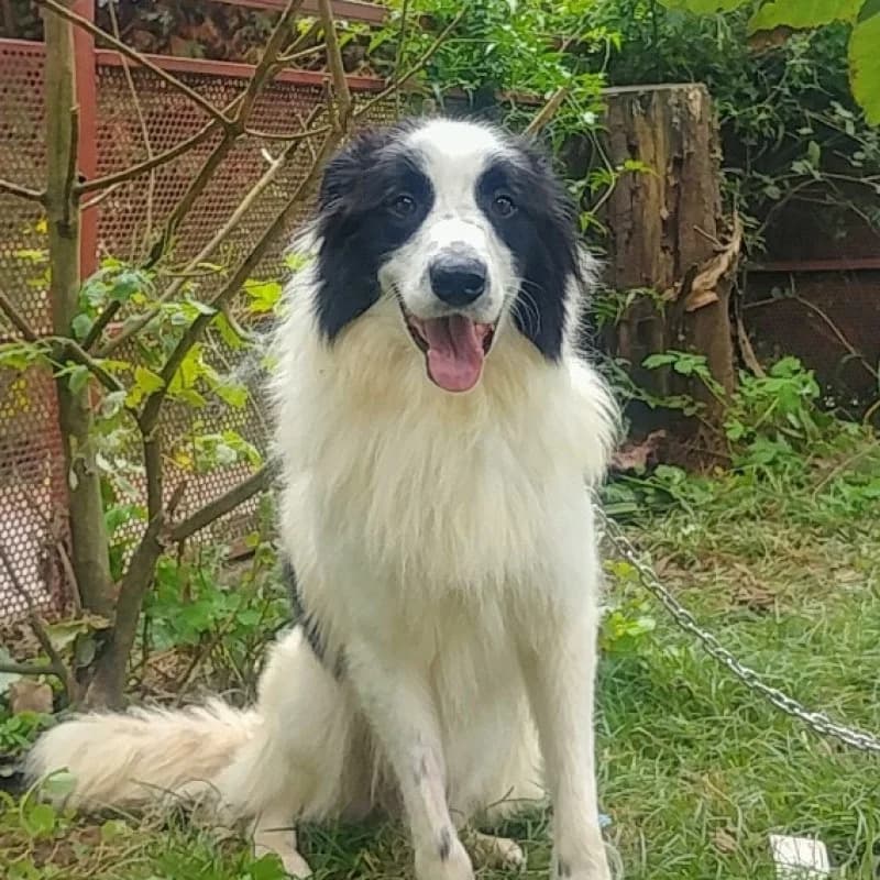Stark, male senior Mixed Breed for adoption at Albergaria (Asturias)