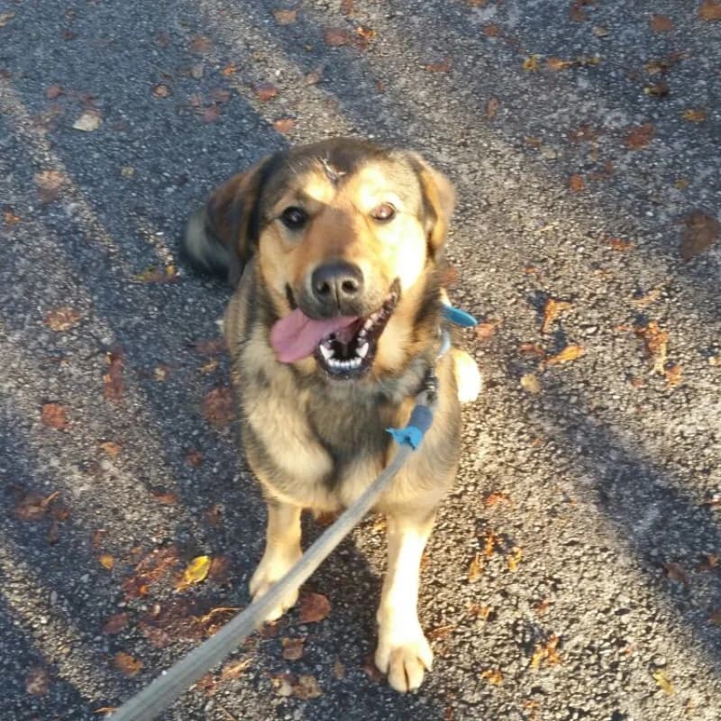 Sua, male Mixed Breed for adoption at Albergaria (Asturias)