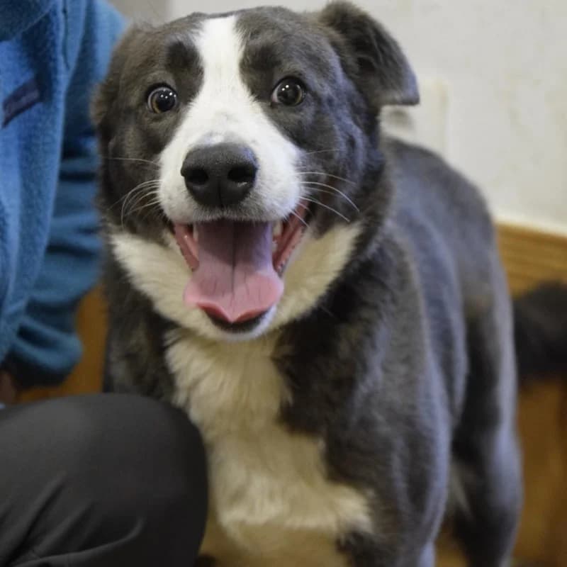 TANA, female young Mixed Breed for adoption at Albergaria (Asturias)