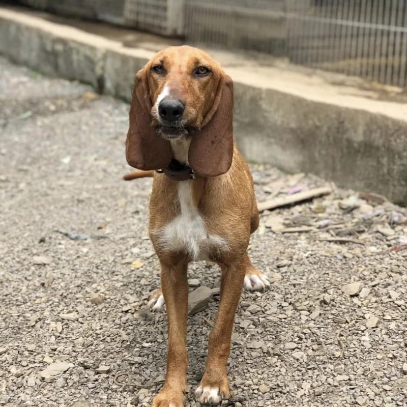 Tao, female 4yo Mixed Breed for adoption at Albergaria (Asturias)