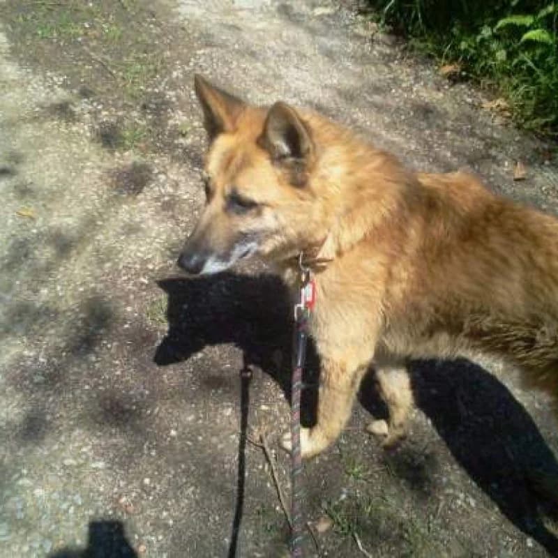 Teo, male senior Mixed Breed for adoption at Albergaria (Asturias)
