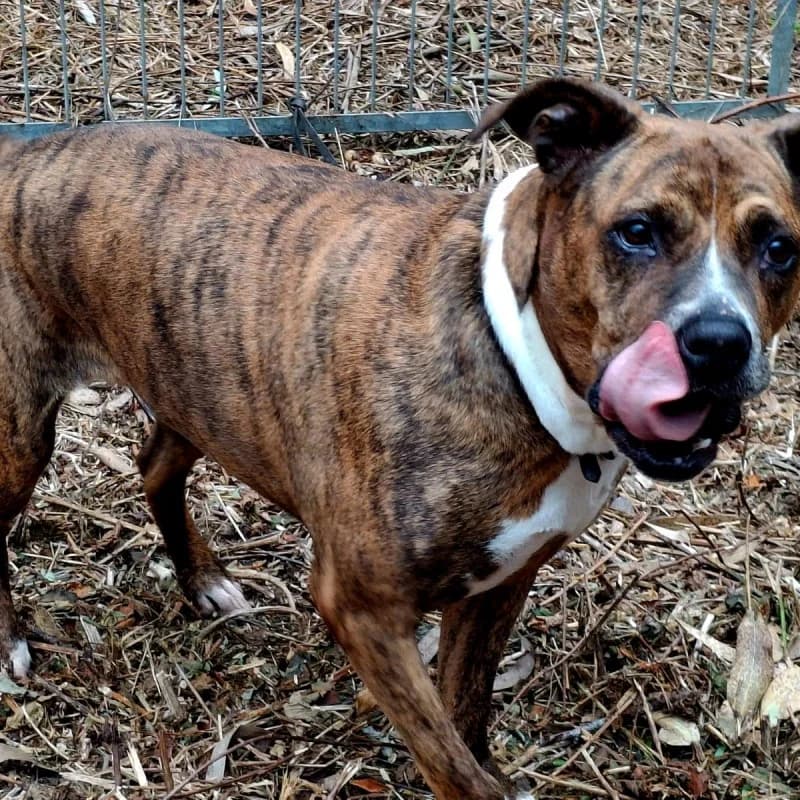 Thena, female 6yo Mixed Breed for adoption at Albergaria (Asturias)