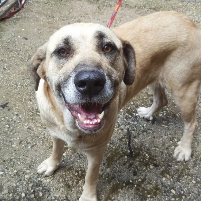 Tila, female senior Mixed Breed for adoption at Albergaria (Asturias)