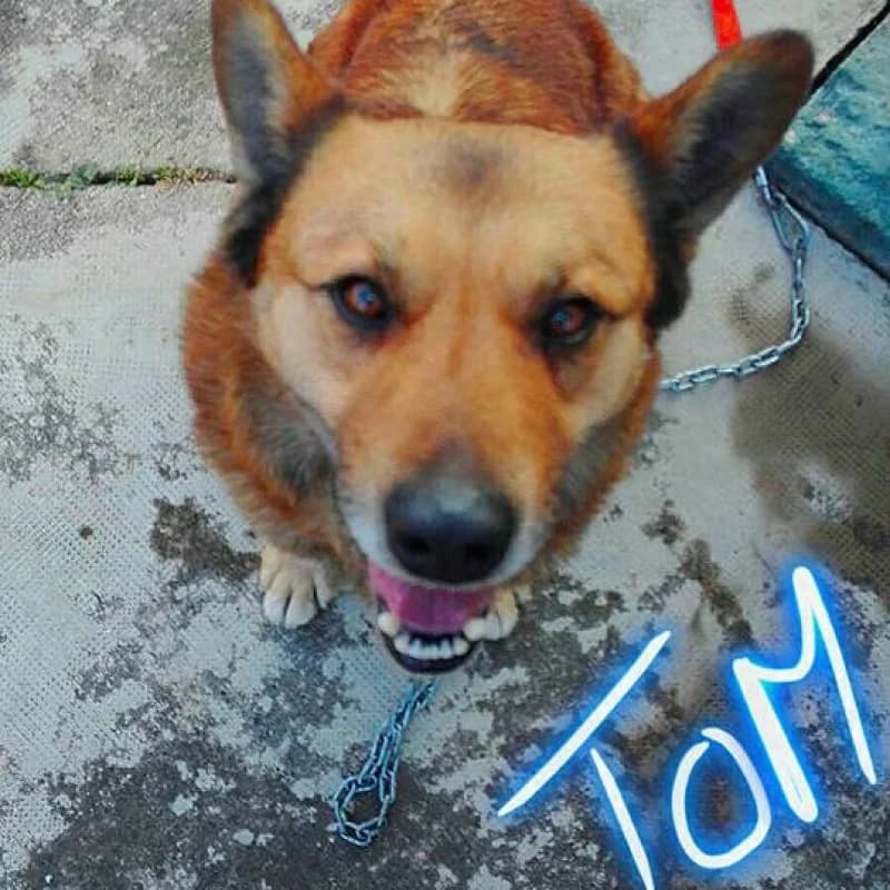 TOM, male Mixed Breed for adoption at Albergaria (Asturias)
