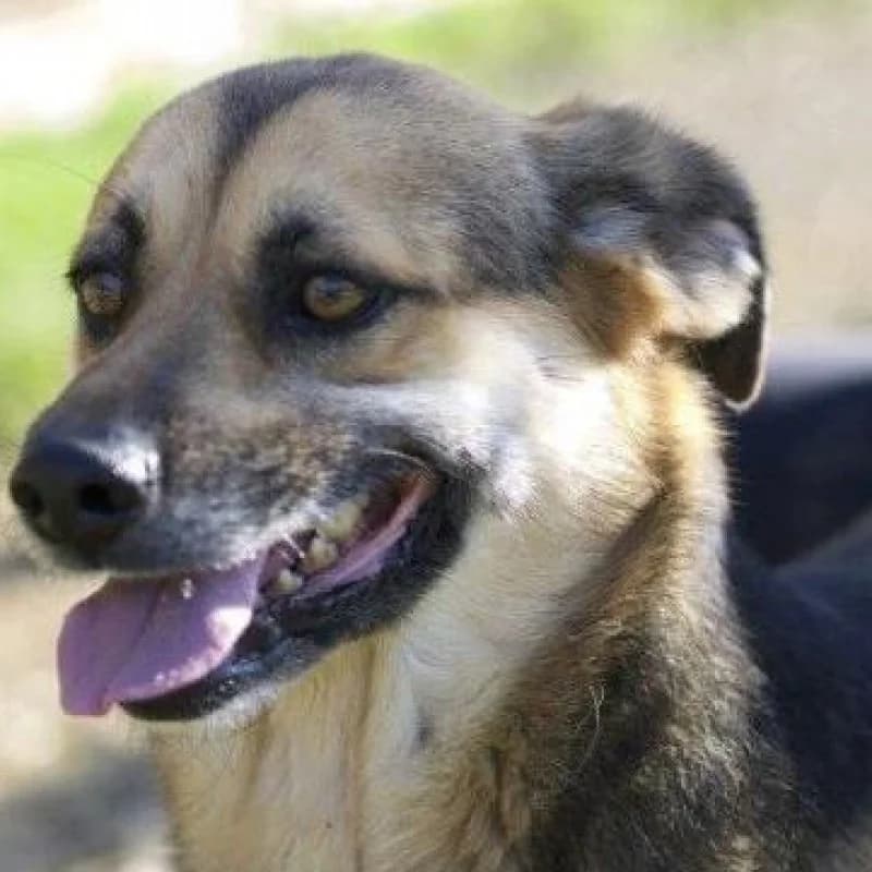 Torete, male senior Mixed Breed for adoption at Albergaria (Asturias)
