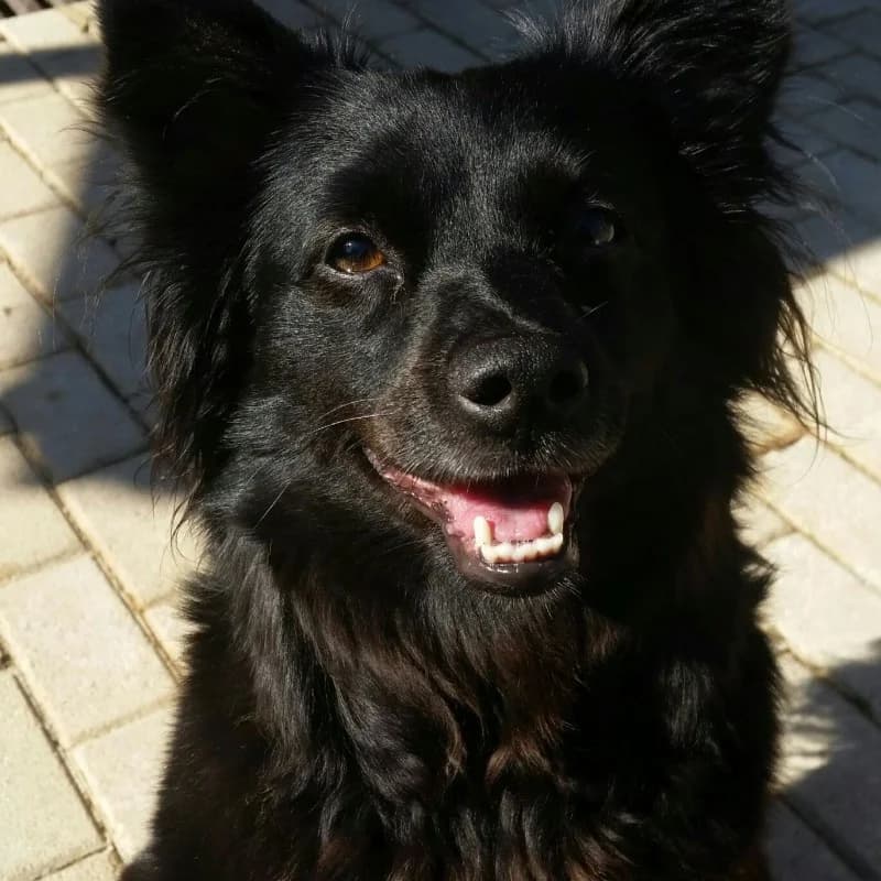 Treinta, female Mixed Breed for adoption at Albergaria (Asturias)