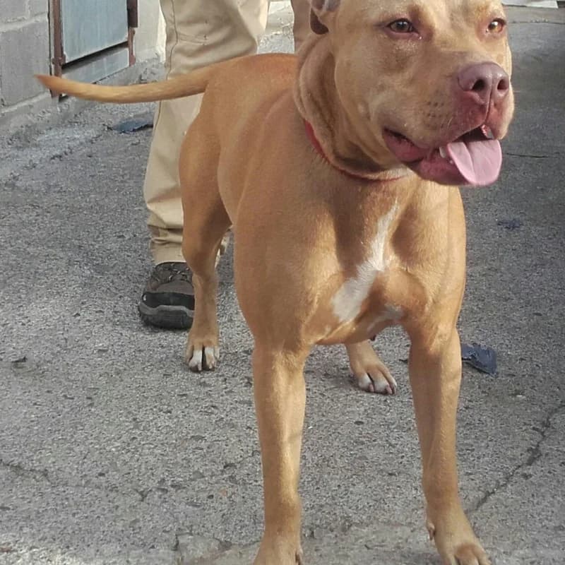 Yara, female senior Mixed Breed for adoption at Albergaria (Asturias)