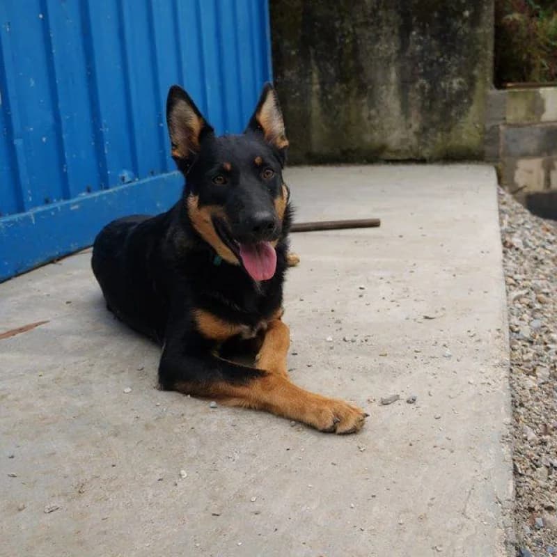 Zarza, female senior Mixed Breed for adoption at Albergaria (Asturias)