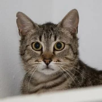 Osmond, Tabby male 4yo European Shorthair for adoption at Aldea Felina Denia, Denia (Alicante)