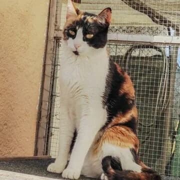 Cuba, Tricolor osc female 3yo European Shorthair for adoption at Aldea Felina Denia, Denia (Alicante)