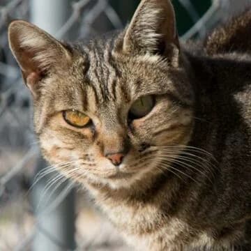 Quimera, Tabby con rojo female senior European Shorthair for adoption at Aldea Felina Denia, Denia (Alicante)
