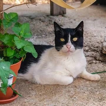Ursula, Negro/Blanco female senior European Shorthair for adoption at Aldea Felina Denia, Denia (Alicante)