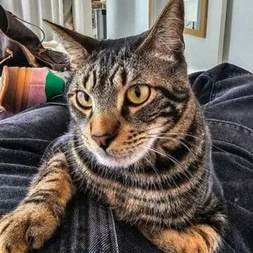 Enzo, Tabby oscuro male young European Shorthair for adoption at Aldea Felina Denia, Denia (Alicante)