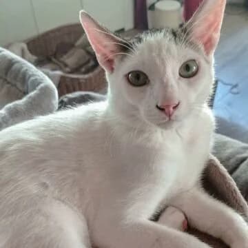 Arvid, Blanco/Tabby male young European Shorthair for adoption at Aldea Felina Denia, Denia (Alicante)