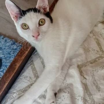 Alana, Blanco/Negro female young European Shorthair for adoption at Aldea Felina Denia, Denia (Alicante)