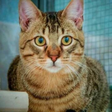 Ron, Tabby male young European Shorthair for adoption at Aldea Felina Denia, Denia (Alicante)