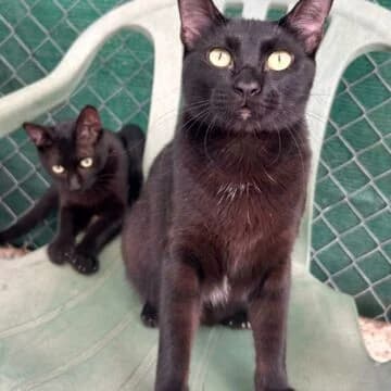 Trufa, Negro female young European Shorthair for adoption at Aldea Felina Denia, Denia (Alicante)