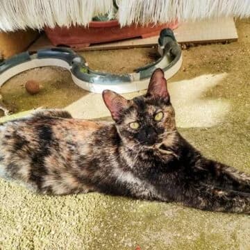 Elsie, Tortuga female young European Shorthair for adoption at Aldea Felina Denia, Denia (Alicante)