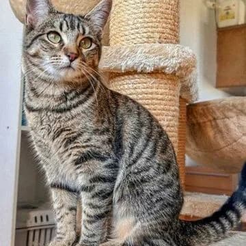 Edita, Tabby female puppy European Shorthair for adoption at Aldea Felina Denia, Denia (Alicante)