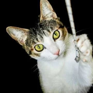 Sophie, Tabby/Blanco female young European Shorthair for adoption at Aldea Felina Denia, Denia (Alicante)