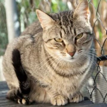 Keisha, Tabby female senior European Shorthair for adoption at Aldea Felina Denia, Denia (Alicante)