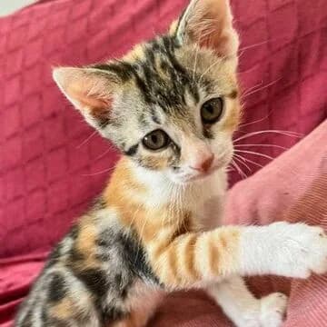 Susie, Tricolor female puppy European Shorthair for adoption at Aldea Felina Denia, Denia (Alicante)