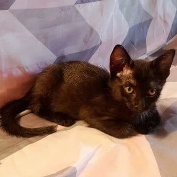 Thor, Negro male puppy European Shorthair for adoption at Aldea Felina Denia, Denia (Alicante)