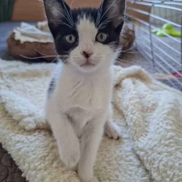 Ulani, B/N female puppy European Shorthair for adoption at Aldea Felina Denia, Denia (Alicante)