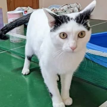 Bowie, Blanco manchas negras male puppy European Shorthair for adoption at Aldea Felina Denia, Denia (Alicante)