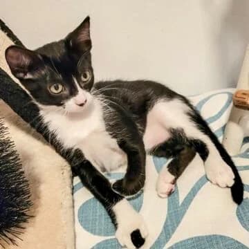 Vera, Negro/Blanco female puppy European Shorthair for adoption at Aldea Felina Denia, Denia (Alicante)