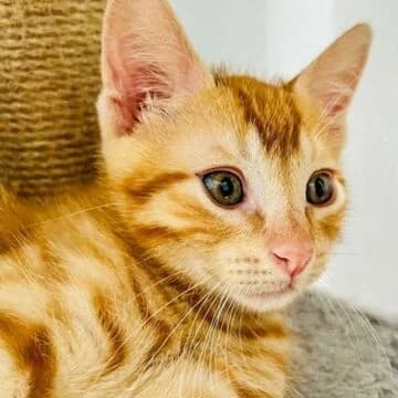 Yahir, Rojo male puppy European Shorthair for adoption at Aldea Felina Denia, Denia (Alicante)