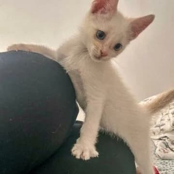 Albus, Blanco male puppy European Shorthair for adoption at Aldea Felina Denia, Denia (Alicante)