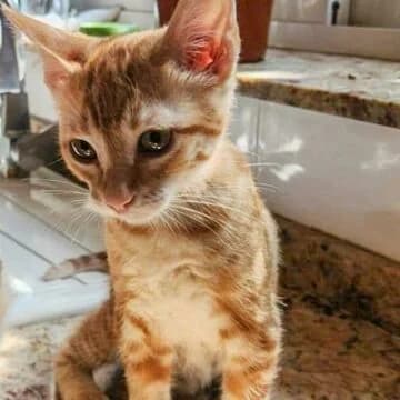 Dony, Rojo male puppy European Shorthair for adoption at Aldea Felina Denia, Denia (Alicante)