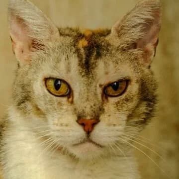 Lara, Tricolor claro female senior European Shorthair for adoption at Aldea Felina Denia, Denia (Alicante)