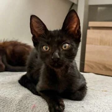 Quimbo, Negro male puppy European Shorthair for adoption at Aldea Felina Denia, Denia (Alicante)