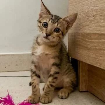 Quinoa, Atigrada female puppy European Shorthair for adoption at Aldea Felina Denia, Denia (Alicante)