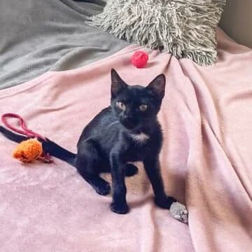 Rayo, Negro male puppy European Shorthair for adoption at Aldea Felina Denia, Denia (Alicante)