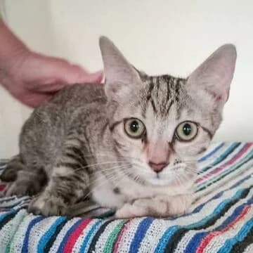 Ona, Atigrada con rojo female puppy European Shorthair for adoption at Aldea Felina Denia, Denia (Alicante)