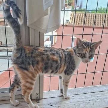 Yaiza, Tricolor female puppy European Shorthair for adoption at Aldea Felina Denia, Denia (Alicante)