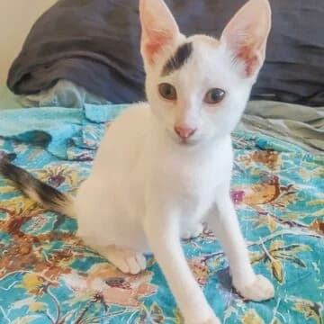 Odiseo, Blanco manchas negras male puppy European Shorthair for adoption at Aldea Felina Denia, Denia (Alicante)