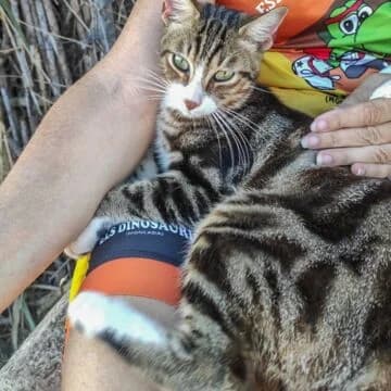 Vlad, Atigrado/Blanco male puppy European Shorthair for adoption at Aldea Felina Denia, Denia (Alicante)