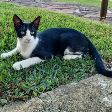 W Diabolo, Negro/Blanco male young European Shorthair for adoption at Aldea Felina Denia, Denia (Alicante)