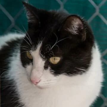 Ringo, Blanco/Negro male 6yo European Shorthair for adoption at Aldea Felina Denia, Denia (Alicante)