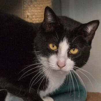 Rocco, Negro/poco blanco male 6yo European Shorthair for adoption at Aldea Felina Denia, Denia (Alicante)