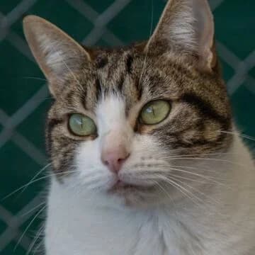 Robin, Tabby/Blanco male 6yo European Shorthair for adoption at Aldea Felina Denia, Denia (Alicante)