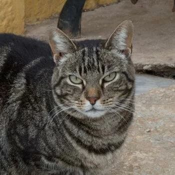Enola, Tabby claro female 5yo European Shorthair for adoption at Aldea Felina Denia, Denia (Alicante)
